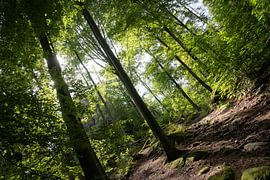 Roßsteig, Sächsische Schweiz - Wald am Goldstein