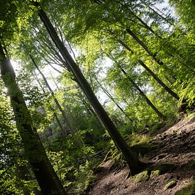 Rosssteig, Saxon Switzerland - Forest at Goldstein by Pixelwerk