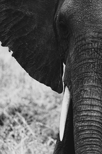 The quiet dignity of the African elephant by GoodMoodPhotos