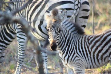 Zebra veulentje van Wim Franssen