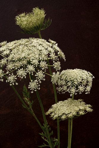 Bloem. Schermbloem. Wilde Peen. Zwart.