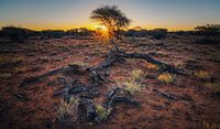 A taste of Africa_H by Loris Photography thumbnail