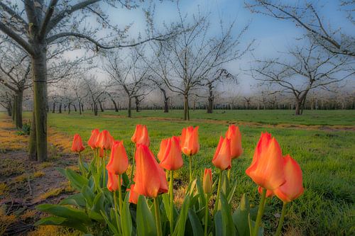 Lente: bloeiende tulpen in fruitboomgaard