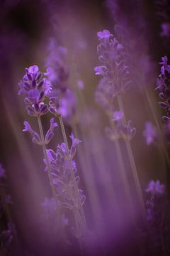 Lavendel zum Träumen von Robby's fotografie