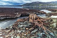 Tree stump by Anneke Hooijer thumbnail