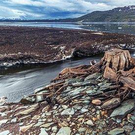 Tree stump by Anneke Hooijer