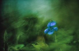 Frühling in Blau und Grün. Frühling Stiefmütterchen von Jan van der Linden