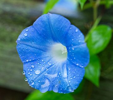 Blue Morning Glory Covered in Raindrops van Iris Holzer Richardson