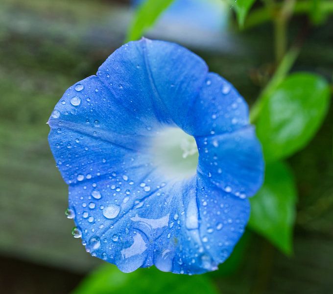 Blue Morning Glory Covered in Raindrops by Iris Holzer Richardson