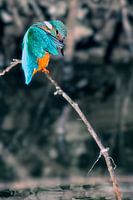IJSVOGEL