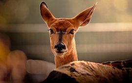 Ree in het bos, painting look van Marcel Kieffer