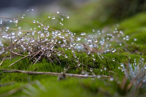 ochtend dauw op een grassprietje in het vroege landschap van Wekerom