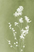 Monographie Fleurs vertes