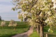 Fruitboom bloesem in de lente, Bergisches Land, Duitsland van Alexander Ludwig thumbnail