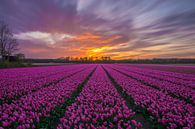 Herrlicher Sonnenuntergang in ein Tulpenfeld in Vogelenzang (Niederlande) von Ardi Mulder Miniaturansicht