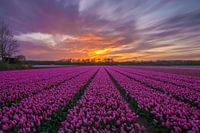  Gorgeous sunset in a tulip field in Vogelenzang (Netherlands)