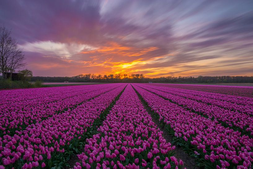 Herrlicher Sonnenuntergang in ein Tulpenfeld in Vogelenzang (Niederlande) von Ardi Mulder