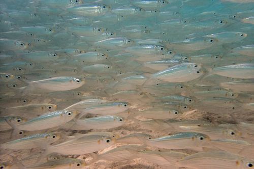 onderwater in Bonaire
