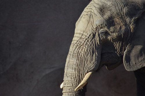 Porträt eines Elefanten von Nicolette Vermeulen