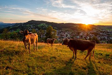 Kühe am Staufen mit Blick auf Oberstaufen zum Sonnenuntergang