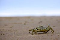 Krab