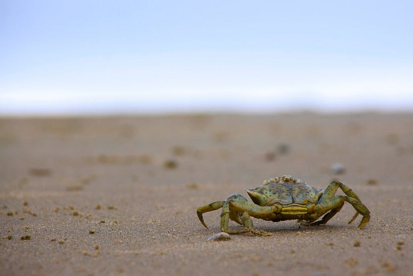Krab by Fotografia PB