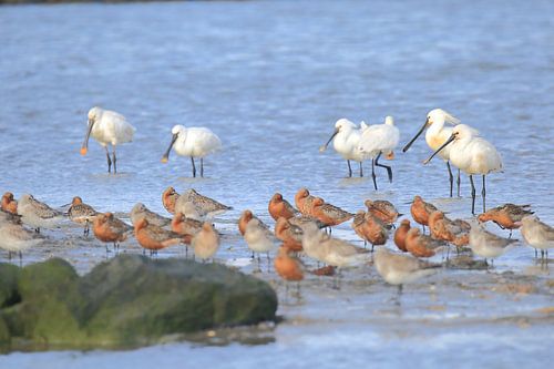 Rosse grutto,s & Lepelaars