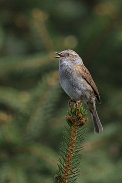Birdsong... Hedge Accentor *Prunella modularis* by wunderbare Erde