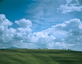 Lonely trees, Tuscany by Rene van der Meer