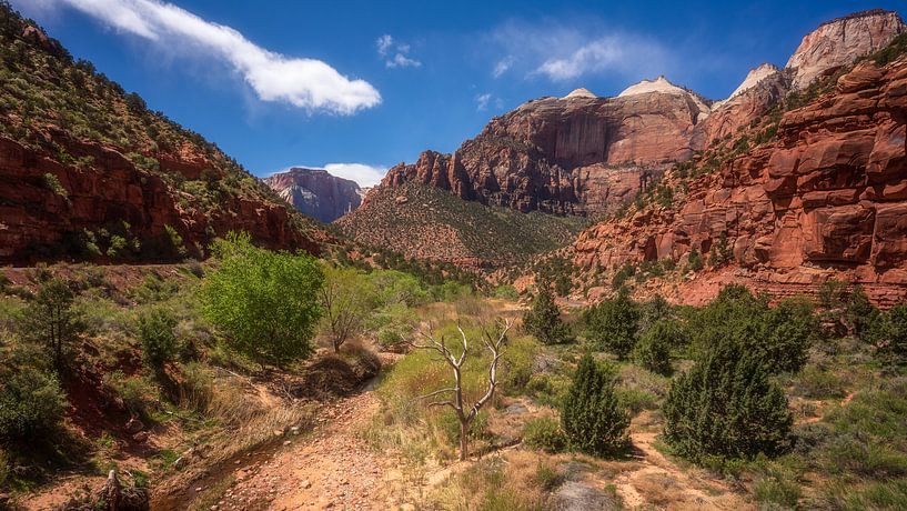 Zion-Nationalpark von Photo Wall Decoration