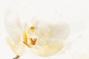 Witte orchidee in ijs 3 van Marc Heiligenstein