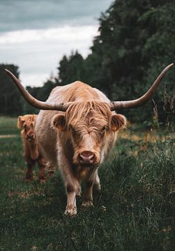 Nieuwsgierige Schotse hooglander en haar kalf van Kim Spapens