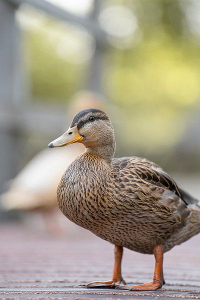 Duck portrait by Bas Leroy