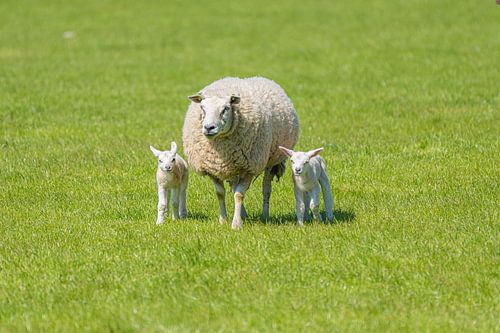 Ein Schaf, das herüberkommt