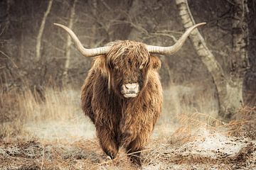 Majestueuze Hooglander in de Wildernis van Bas Meelker