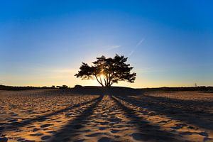 A cold morning sunrise  sur Bart Verbrugge