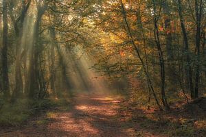 Moody forest van Ilya Korzelius