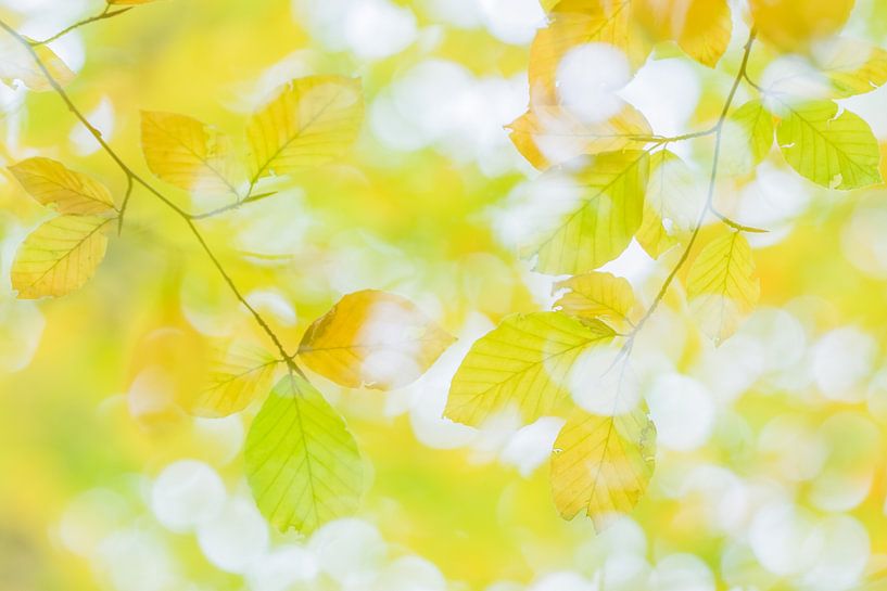 Herbst auf der Veluwe von Danny Slijfer Natuurfotografie