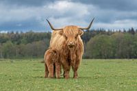 Schotse hooglander met kalf