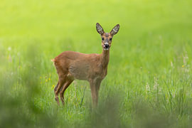 Goat in field by Jasper Kok