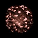 Chrysantheme im dunklen Quadrat von Mirakels Kiekje Miniaturansicht