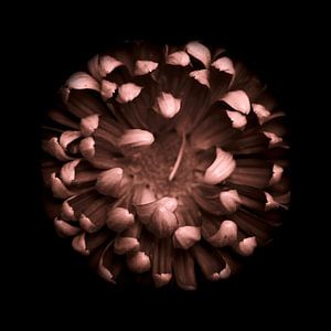 Chrysant in het donker vierkant van Mirakels Kiekje