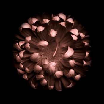 Chrysanthemum dark background