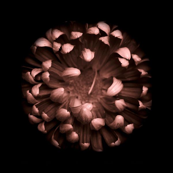 Chrysantheme im dunklen Quadrat von Mirakels Kiekje