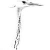 Heron in black and white by Jan van der Knaap