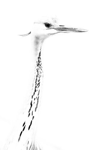 Reiger in zwartwit