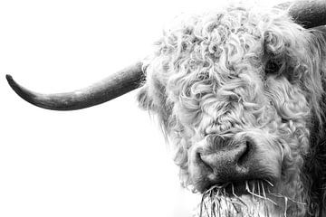 schottischen hochlander