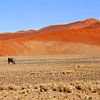Dunes de sable Namibie sur Inge Hogenbijl