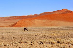 Gemsbock Sossusvlei