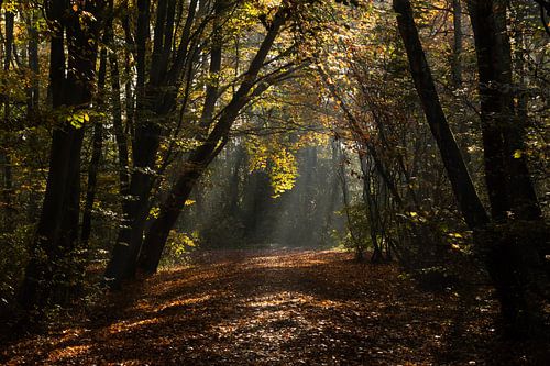 Mooie herfstkleuren door de zon die door de bladeren op het pad schijnt